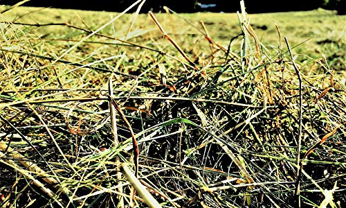 HEU-HEINRICH® 1kg Bio – Bergwiesen – Kräuterheu aus dem Naturpark Thüringer Wald - 5