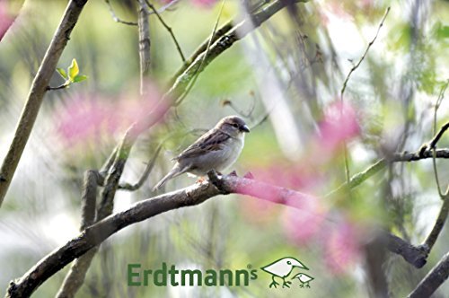 Erdtmanns 520168 Futterhaus „Little Bird“ - 3