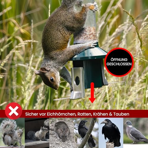 Eichhörnchensichere Vogelfutterstation Roamwild Pest-Off-Futterstation für Erdnüsse - 2