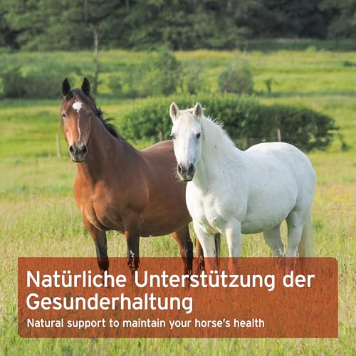 AniForte Hagebutten ganze Früchte naturrein 1 kg glutenfrei Vitamin C hoher Fruchtgehalt – Naturprodukt für Tiere - 6