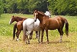 Naturendo Pferde Leinöl frisches, 5 Literkaltgepresstes Lein Öl aus 100% natürlicher Leinsaat - 4