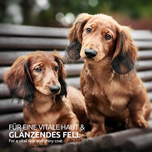 AniForte Ägyptisches BIO-Schwarzkümmelöl 500 ml- Naturprodukt für Hunde und Pferde - 5