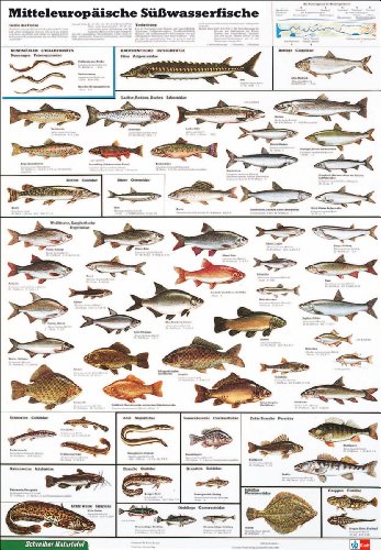 Schreiber Naturtafeln, Mitteleuropäische Süßwasserfische