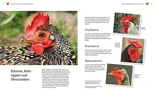 Das große Buch der Hühnerhaltung im eigenen Garten - 4