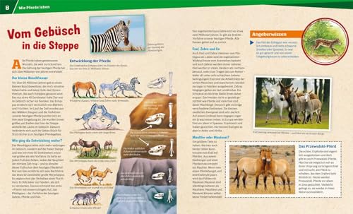 WAS IST WAS Band 27 Pferde. Von frechen Fohlen und wilden Mustangs (WAS IST WAS Sachbuch, Band 27) - 7