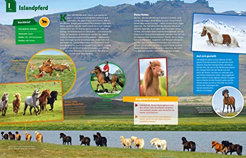 WAS IST WAS Pferde und Ponys: Reiten, Zucht und Pferdesprache (WAS IST WAS Edition) - 21