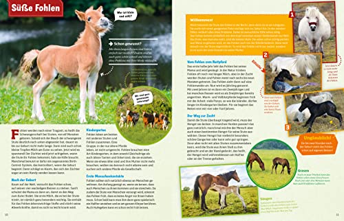 WAS IST WAS Pferde und Ponys: Reiten, Zucht und Pferdesprache (WAS IST WAS Edition) - 7