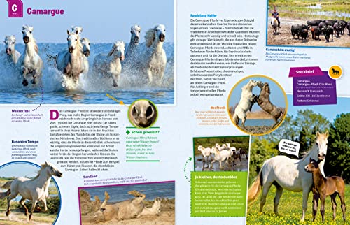 WAS IST WAS Pferde und Ponys: Reiten, Zucht und Pferdesprache (WAS IST WAS Edition) - 18