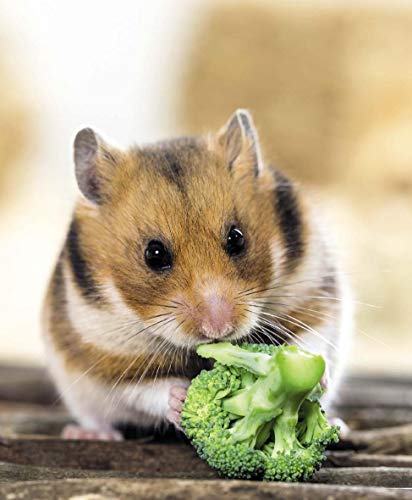 Hamster: Pflege-Einmaleins für kleine Solokünstler (GU Tierratgeber) - 11
