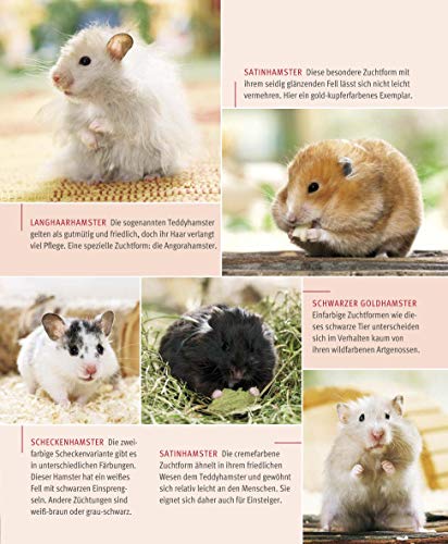 Hamster: Pflege-Einmaleins für kleine Solokünstler (GU Tierratgeber) - 8
