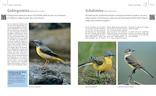 Vögel zu Gast im Garten: Beobachten, bestimmen, schützen (inkl. CD) - 6