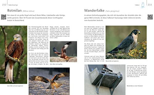 Vögel zu Gast im Garten: Beobachten, bestimmen, schützen (inkl. CD) - 7