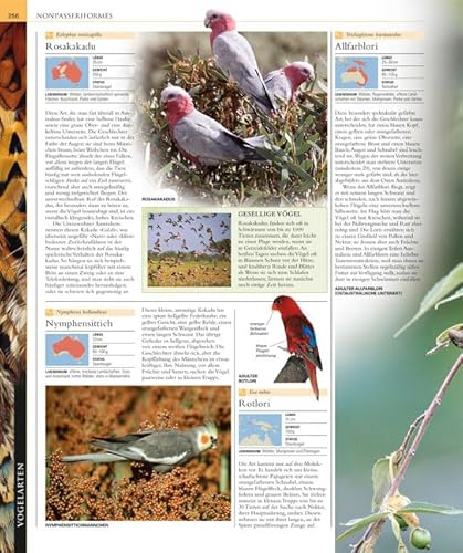 Vögel: Die große Bild-Enzyklopädie mit über 1200 Arten und 5000 Abbildungen - 4