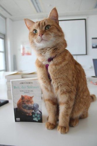Bob, der Streuner: Die Katze, die mein Leben veränderte (James Bowen Bücher, Band 1) - 4