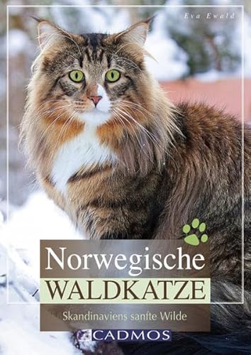 Norwegische Waldkatze – Skandinaviens sanfte Wilde