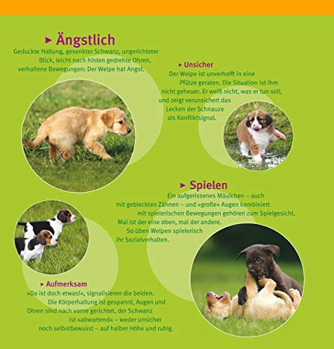 Welpen-Erziehung: Der 8-Wochen-Trainingsplan für Welpen. Plus Junghund-Training vom 5. bis 12. Monat (GU Tier Spezial) - 10