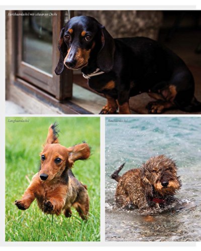 Das Hundebuch: Von schönen Hunden, seltenen Rassen und dem Wohl der Tiere (Tiere auf dem Land) - 12