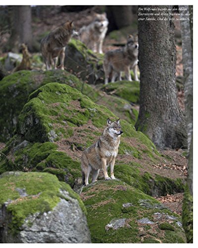 Das Hundebuch: Von schönen Hunden, seltenen Rassen und dem Wohl der Tiere (Tiere auf dem Land) - 9