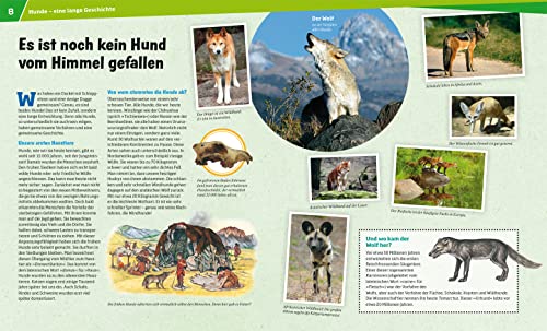 WAS IST WAS Band 11 Hunde. Helden auf vier Pfoten (WAS IST WAS Sachbuch, Band 11) - 8