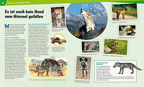 WAS IST WAS Band 11 Hunde. Helden auf vier Pfoten (WAS IST WAS Sachbuch, Band 11) - 5