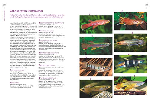 Praxishandbuch Aquarium: Mit über 400 Fischarten, Amphibien und Wirbellosen im Porträt. Der Bestseller jetzt komplett neu überarbeitet (GU Standardwerk) - 8