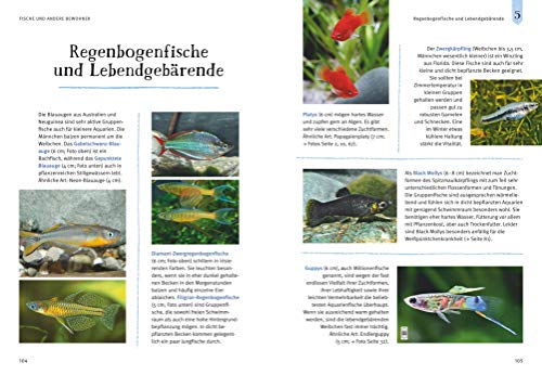 Faszinierendes Aquarium: So fühlen sich die Fische wohl. Mit Eltern-Tipps (GU Mein Heimtier) - 11