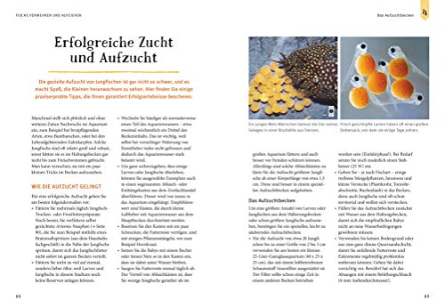 Faszinierendes Aquarium: So fühlen sich die Fische wohl. Mit Eltern-Tipps (GU Mein Heimtier) - 9