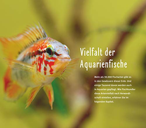 Aquarienfische von A bis Z: Über 300 beliebte Süßwasserfische im Porträt. Plus: Fische fürs Nano-Aquarium, Garnelen & Co. (GU Der große Kompass) - 4
