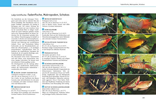 Aquarium, Das große GU Praxishandbuch - 7