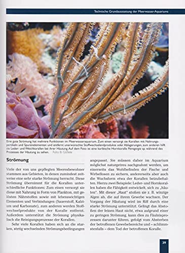 Das Meerwasseraquarium: Von der Planung bis zur erfolgreichen Pflege (NTV Meerwasseraquaristik) - 3
