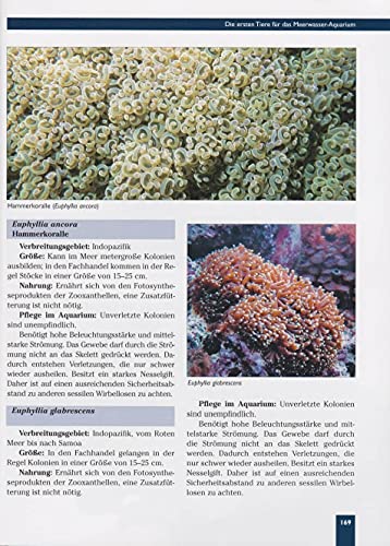 Das Meerwasseraquarium: Von der Planung bis zur erfolgreichen Pflege (NTV Meerwasseraquaristik) - 4