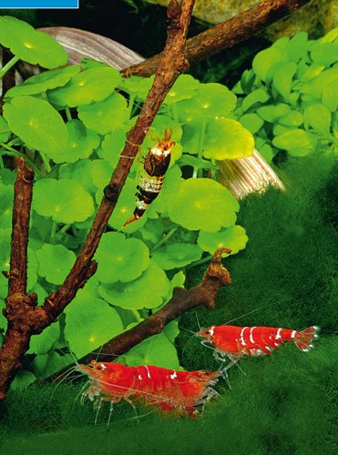Kleine Aquarien: Extra: Nano-Aquarien - 12