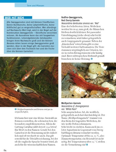 Kleine Aquarien: Extra: Nano-Aquarien - 14