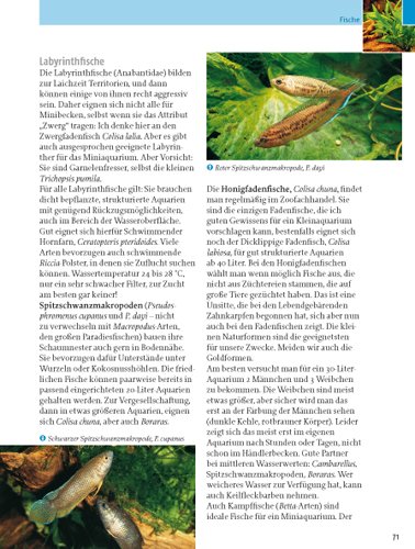 Kleine Aquarien: Extra: Nano-Aquarien - 17