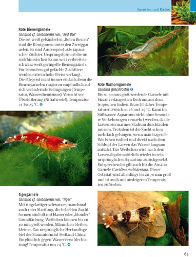 Kleine Aquarien: Extra: Nano-Aquarien - 7