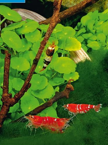 Kleine Aquarien: Extra: Nano-Aquarien - 5