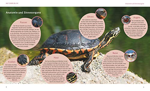 Wasserschildkröten: Wohlfühl-Basics für urtümliche Riesen (GU Tierratgeber) - 2
