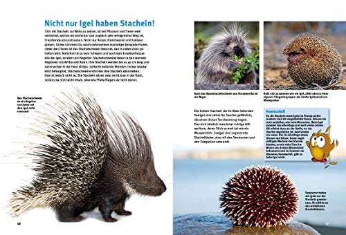Entdecke die Nagetiere: Hamster, Meerschweinchen & Co. (Entdecke – Die Reihe mit der Eule / Kindersachbuchreihe) - 3