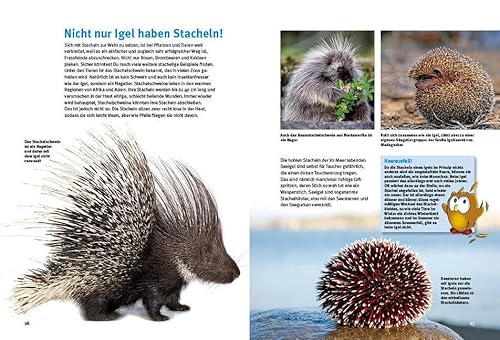 Entdecke die Nagetiere: Hamster, Meerschweinchen & Co. (Entdecke – Die Reihe mit der Eule / Kindersachbuchreihe) - 5
