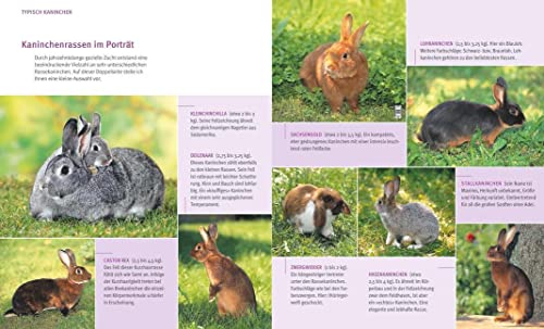 Kaninchen im Außengehege: Pures Frischluft-Vergnügen - 6