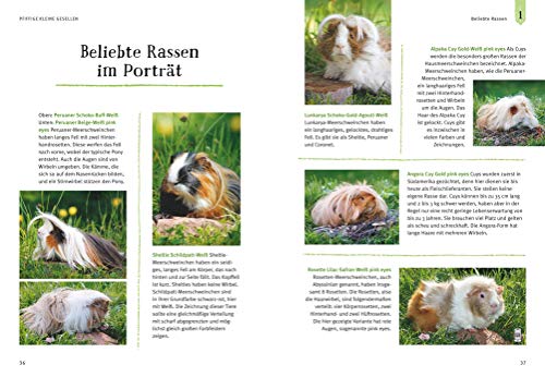 Neugierige Meerschweinchen: So fühlen sie sich wohl. Mit vielen Eltern-Tipps und Entdecker-Seiten für Kinder (GU Mein Heimtier) - 6