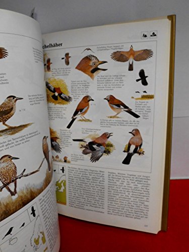 Das goldene Kosmos Vogelbuch. Europas Vögel – bestimmen, verstehen, schützen - 4