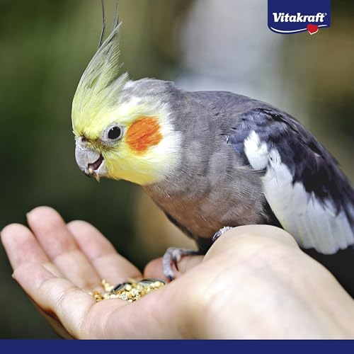 Vitakraft Menü Vogelfutter für Großsittiche, 3kg - 5
