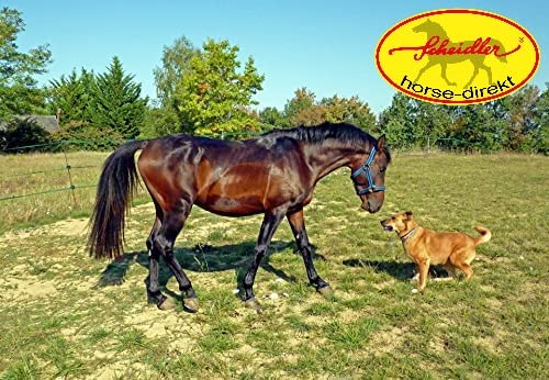 Scheidler horse-direkt Hanföl - 5